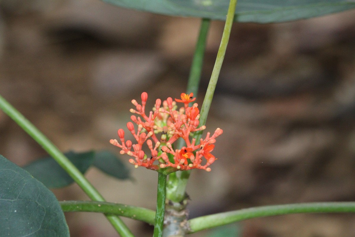 Jatropha podagrica Hook.